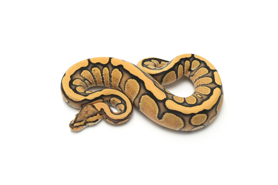 Redstripe DG DH VPI Axanthic Clown (genetic testing)