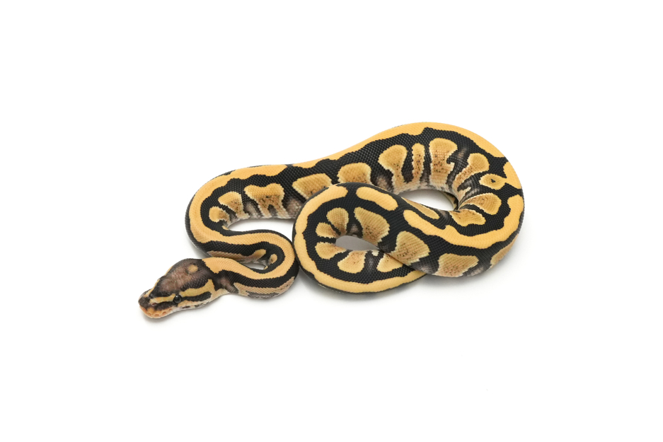 YB DG DH VPI Axanthic Clown (genetic testing)