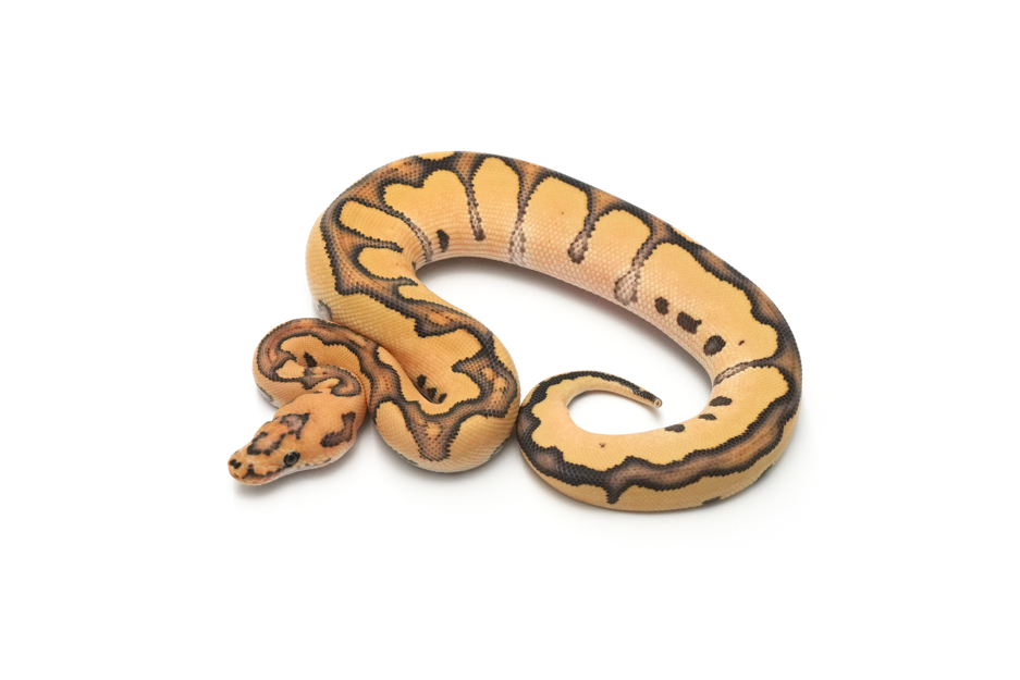 Redstripe DG Clown Het VPI Axanthic (genetic testing)