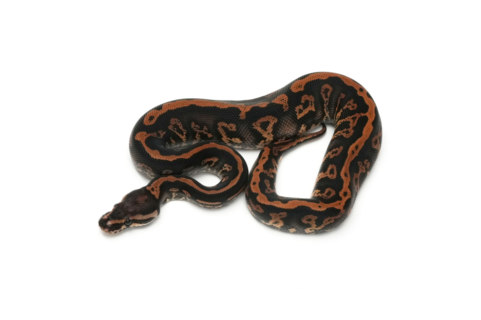 Black Pastel Acid YB DH DG Clown