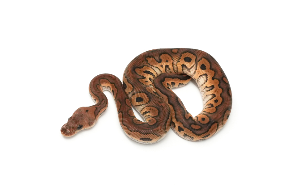 Black Pastel Redstripe Clown DH VPI Axanthic DG (genetic testing)