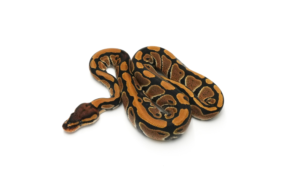 TH Hypo DG Clown (genetic testing)