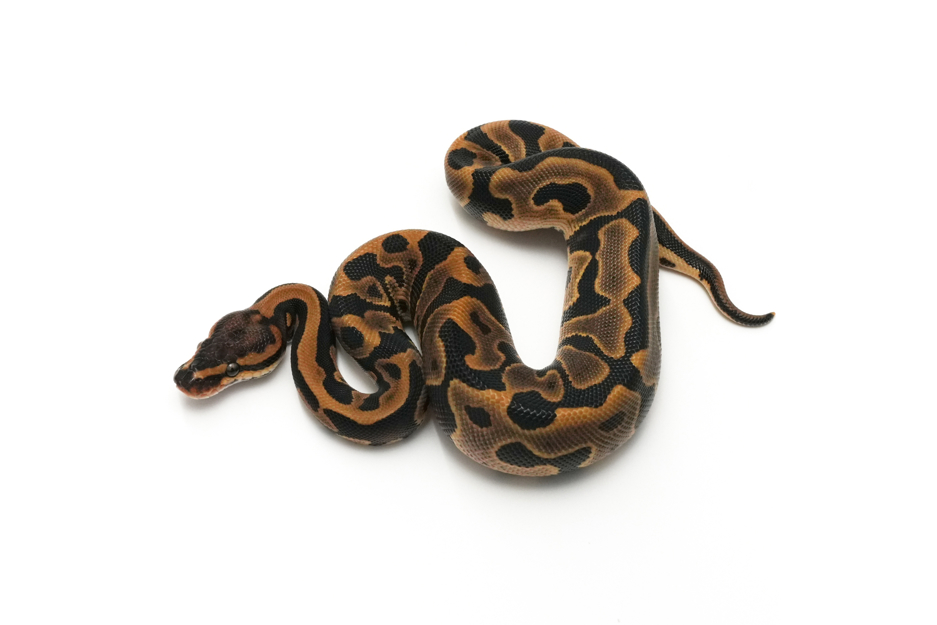 Leopard Het Clown 50% TH Hypo DG Pied