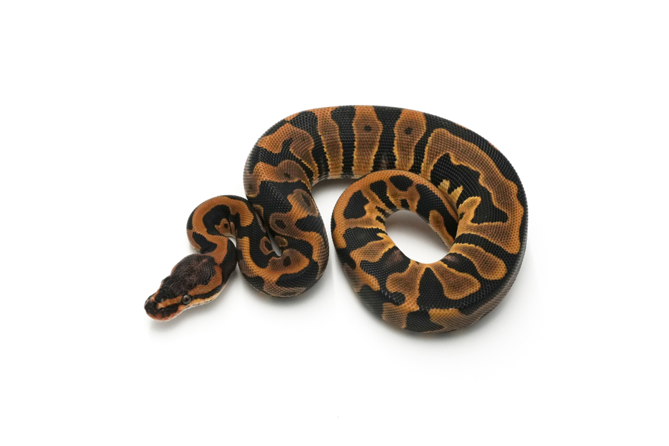 Leopard Het Clown 50% TH Hypo DG Pied