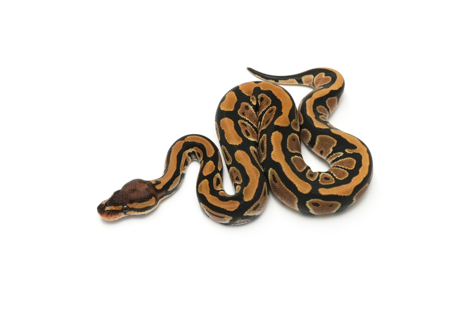 Het Clown 50% TH Hypo DG Pied