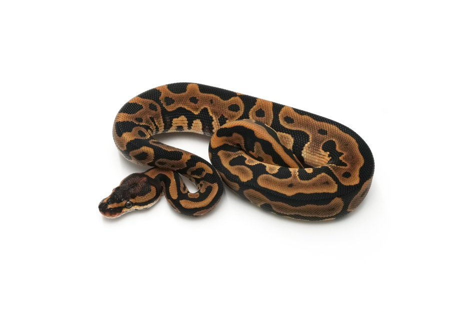 Leopard Het Clown 50% TH Hypo DG Pied