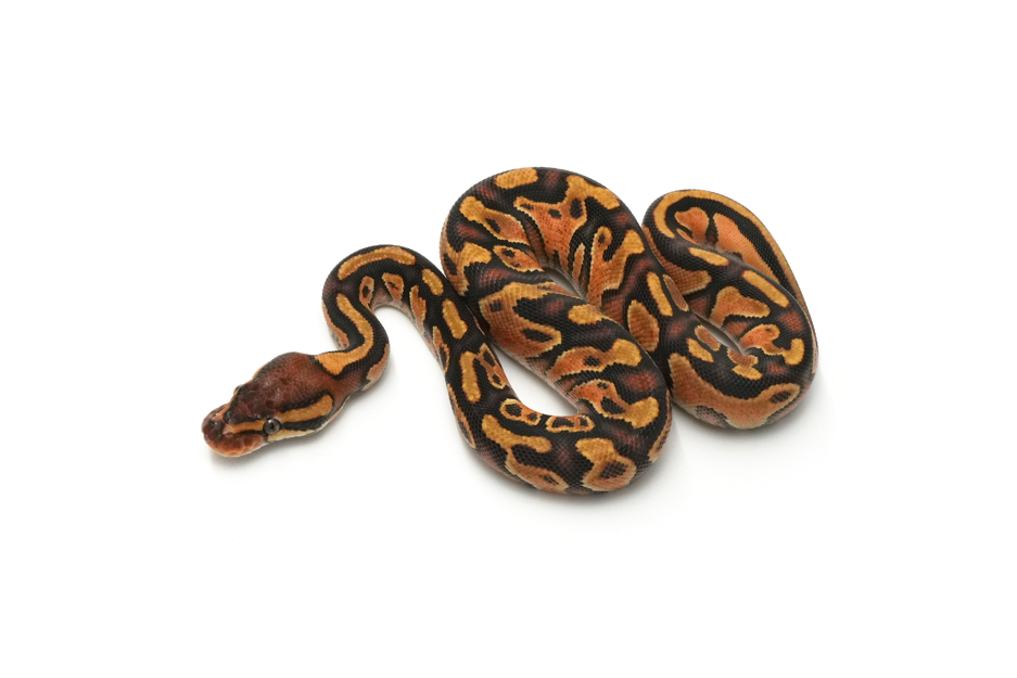 Trick Trojan Enchi YB DH DG Clown (genetic testing)