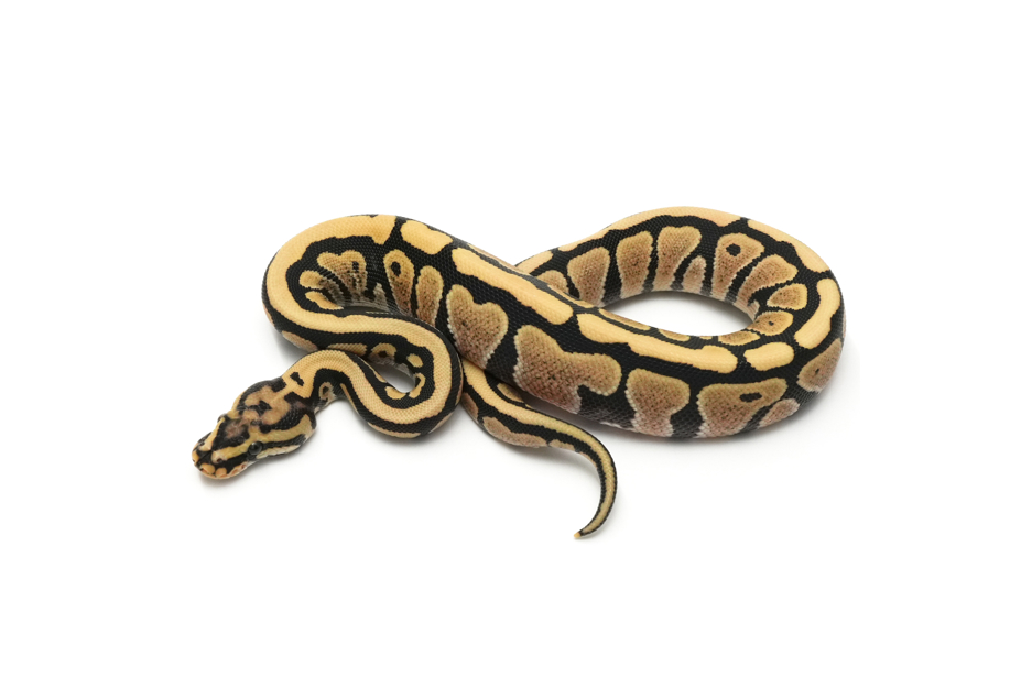 Spotnose DG TH Hypo VPI Axanthic Clown (genetic testing)