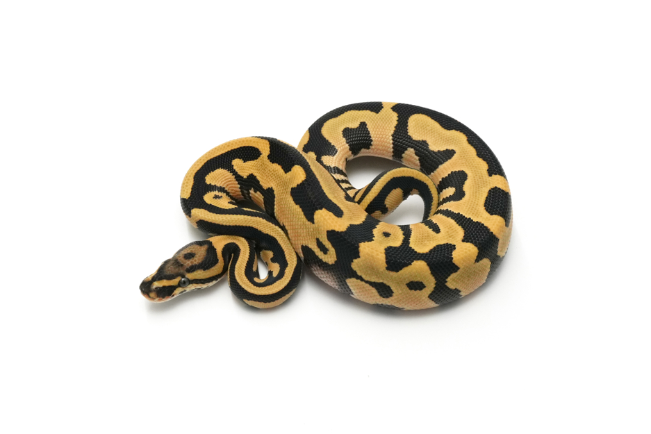 Leopard DG TH VPI Axanthic Clown Pied (genetic testing)