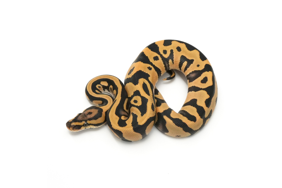 Leopard DG DH VPI Axanthic Clown 50% DH Hypo Pied