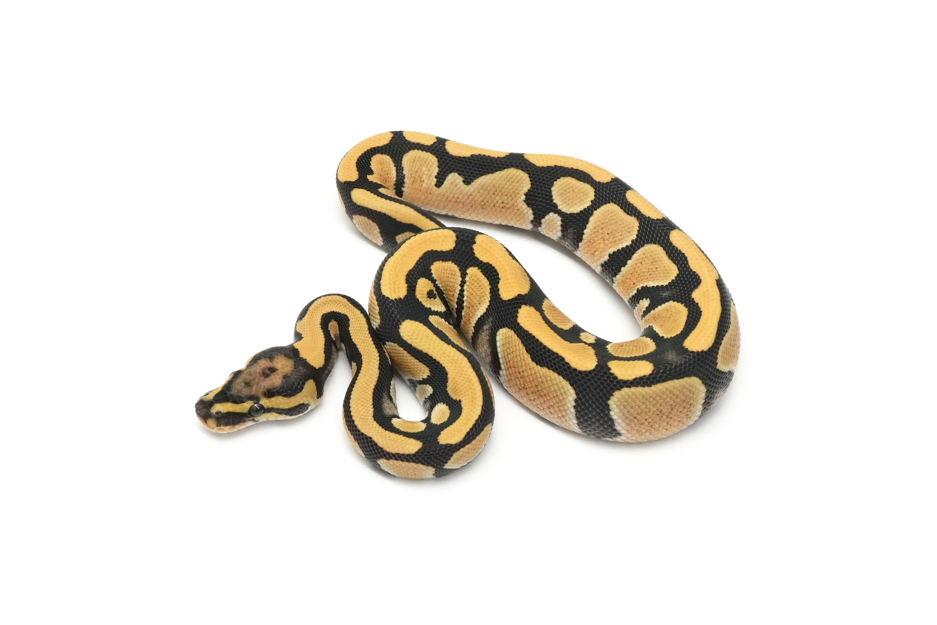 DG DH VPI Axanthic Clown 50% DH Hypo Pied