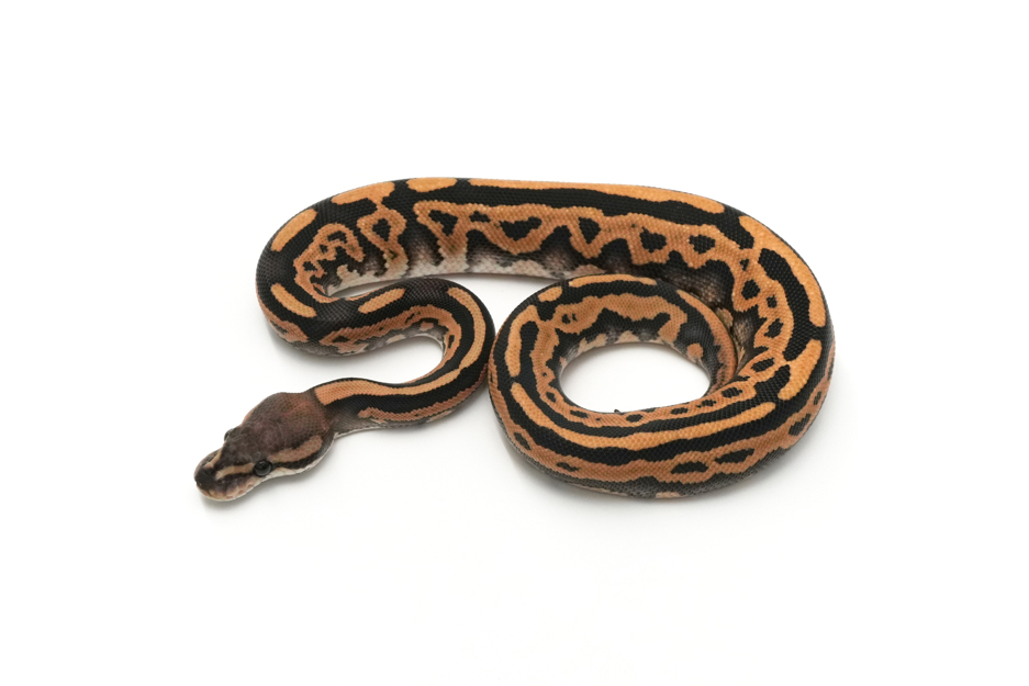 Leopard Black Pastel DG DH Hypo Clown