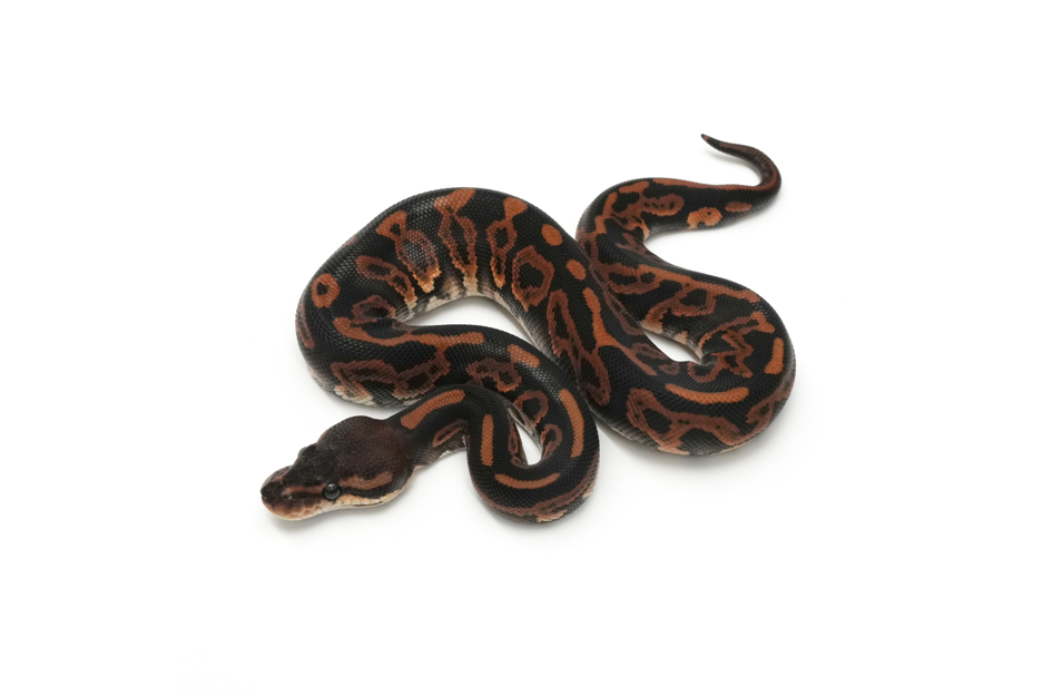 Black Pastel Leopard TH Hypo DG Clown