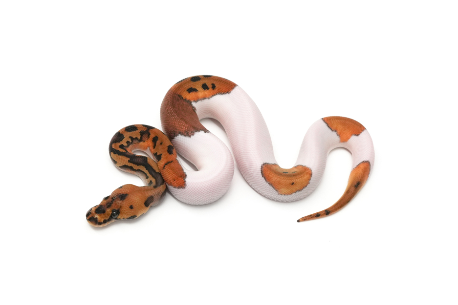 Leopard Clown Pied 66% DH Hypo DG