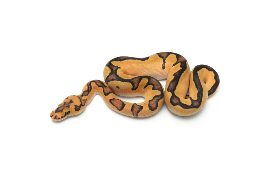 Fire Clown 66% DH Hypo Pied