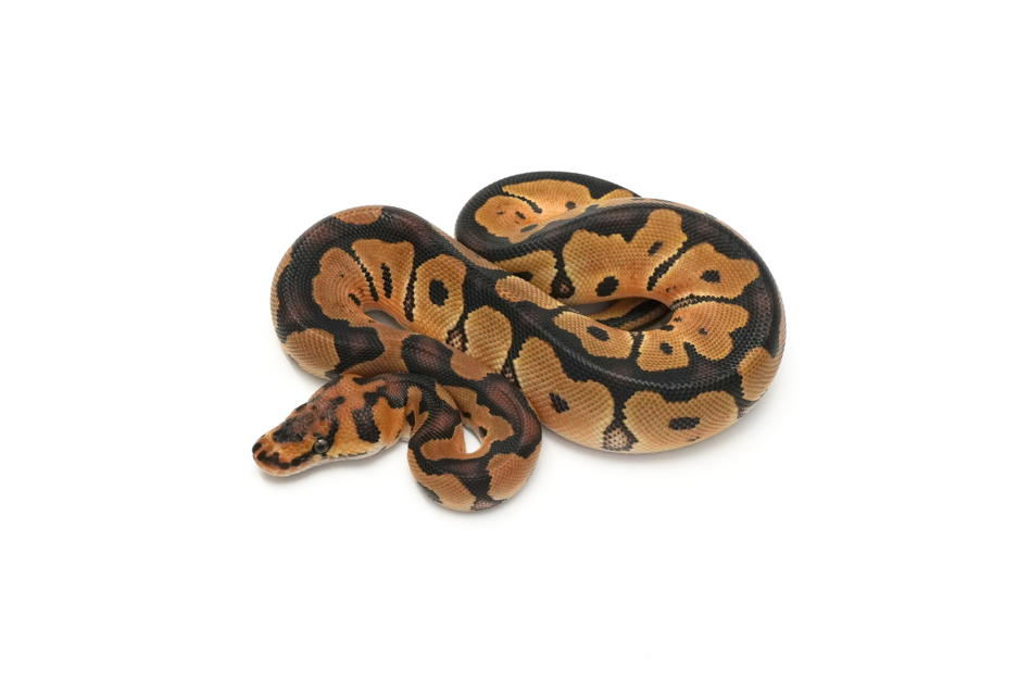 Clown 66% TH Hypo DG Pied