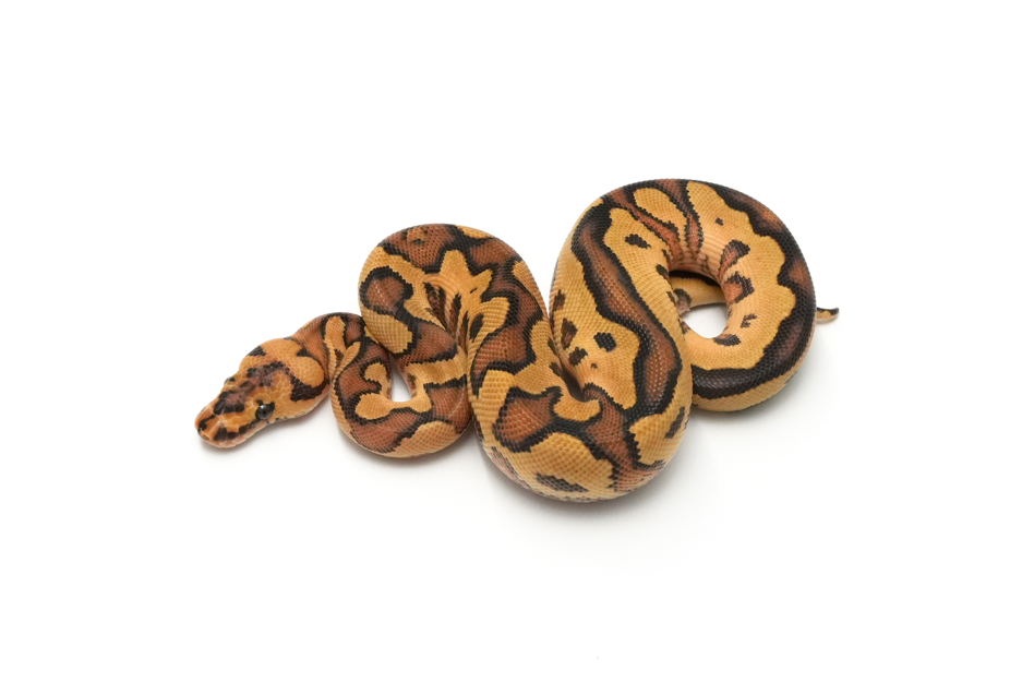 Fire YB Clown 66% TH Hypo DG Pied