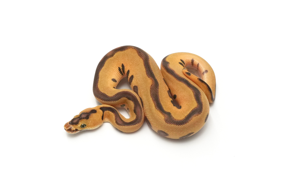 OD Enchi Leopard Mojave Clown DH DG VPI Axanthic Pos YB