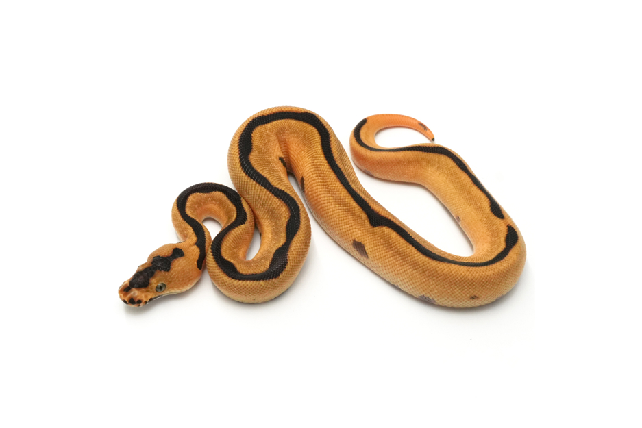 OD Fire Enchi Leopard Clown DH DG VPI Axanthic