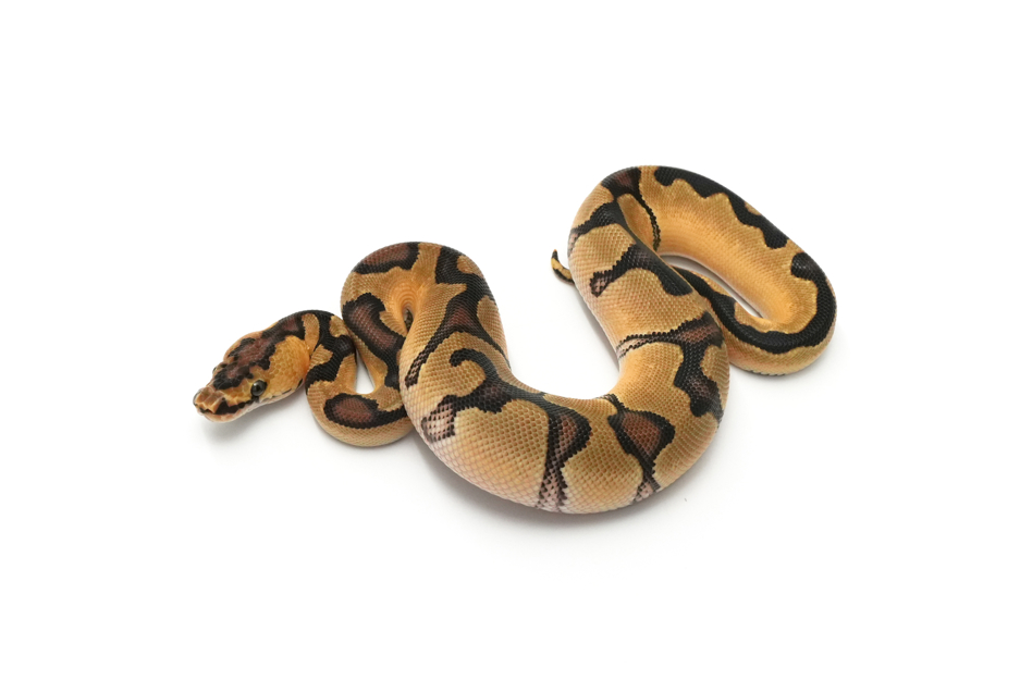 OD Enchi Clown DH DG VPI Axanthic