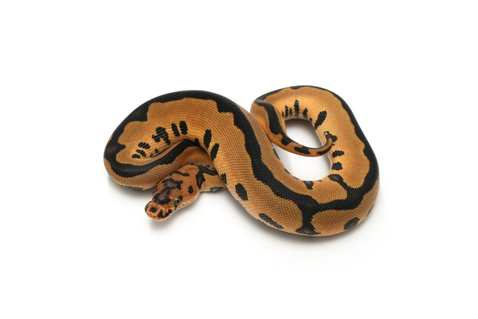 Leopard Clown DH DG VPI Axanthic