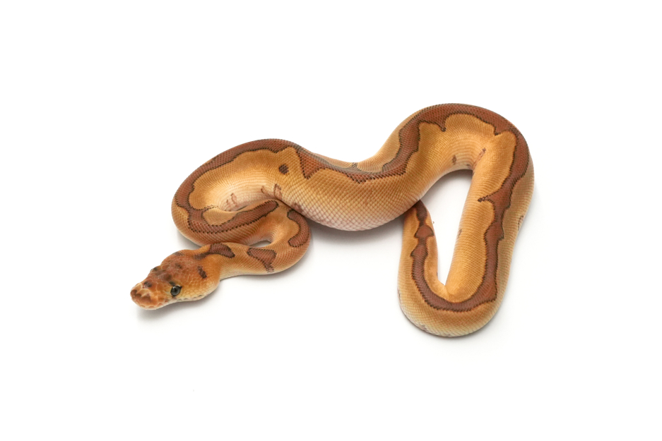 Redstripe Mojave Enchi Clown Het DG
