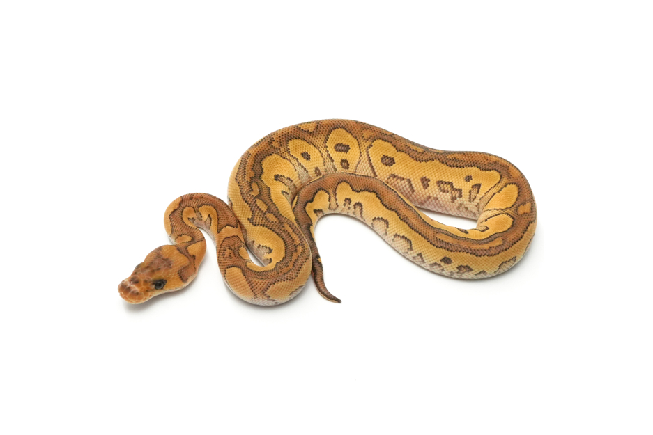 OD Redstripe Mojave YB Clown DH VPI Axanthic DG (genetic testing)