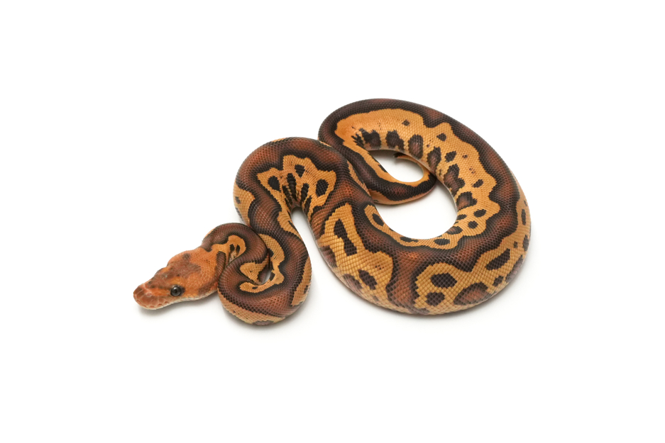 Redstripe Leopard YB Clown Het DG