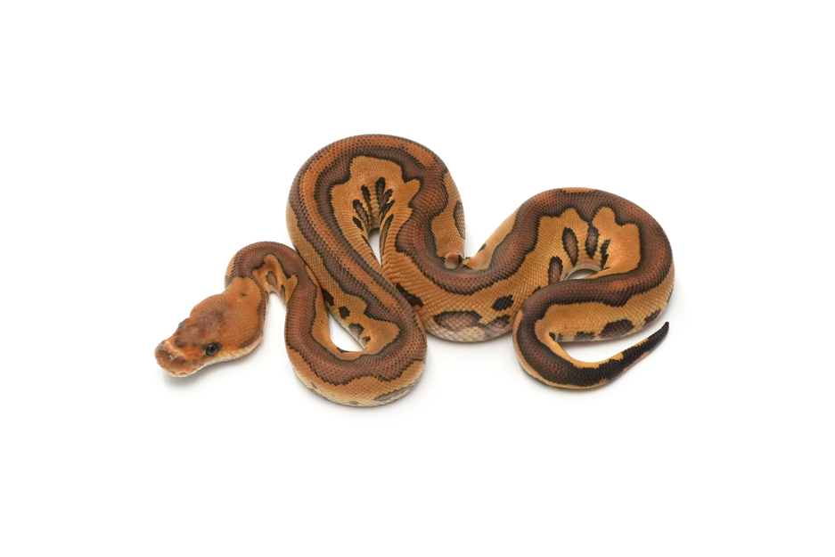 Redstripe Leopard Mojave Clown DH VPI Axanthic DG (genetic testing)