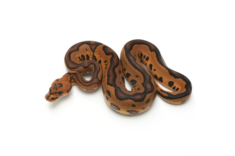 Redstripe Leopard Clown DH VPI Axanthic DG (genetic testing)