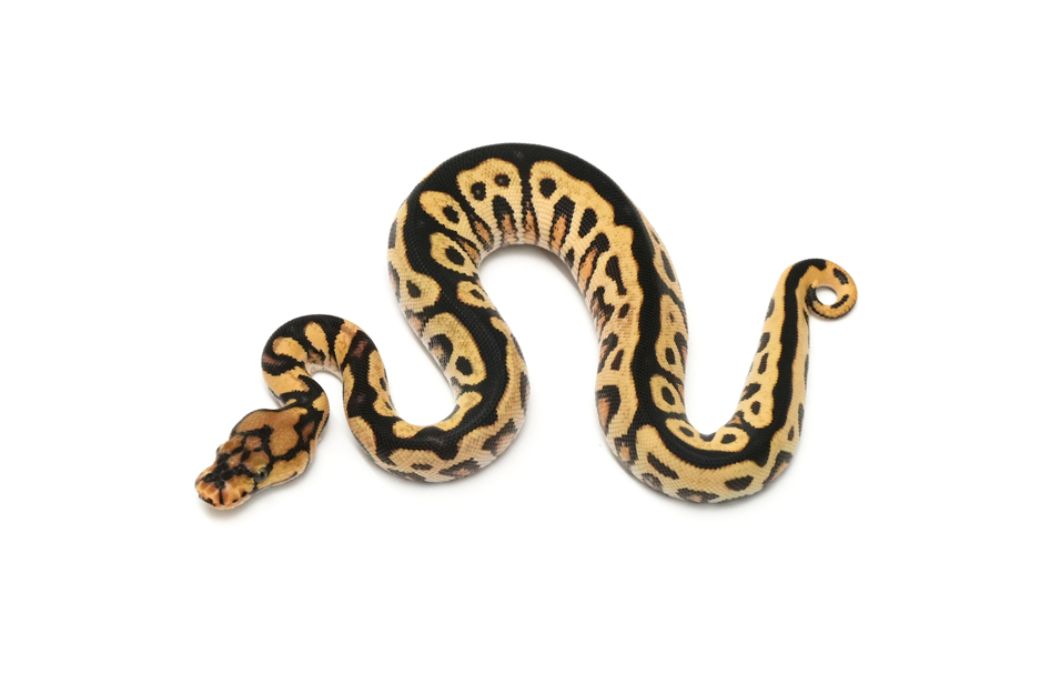 OD YB Spotnose Clown DH DG VPI Axanthic Pos Redstripe