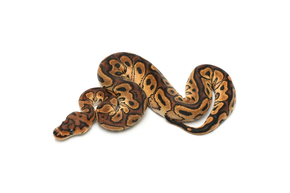 OD YB Redstripe Clown DH DG VPI Axanthic