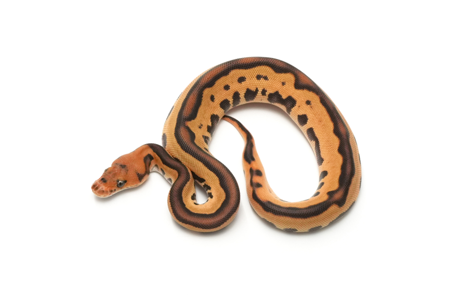 OD Leopard Mojave Clown