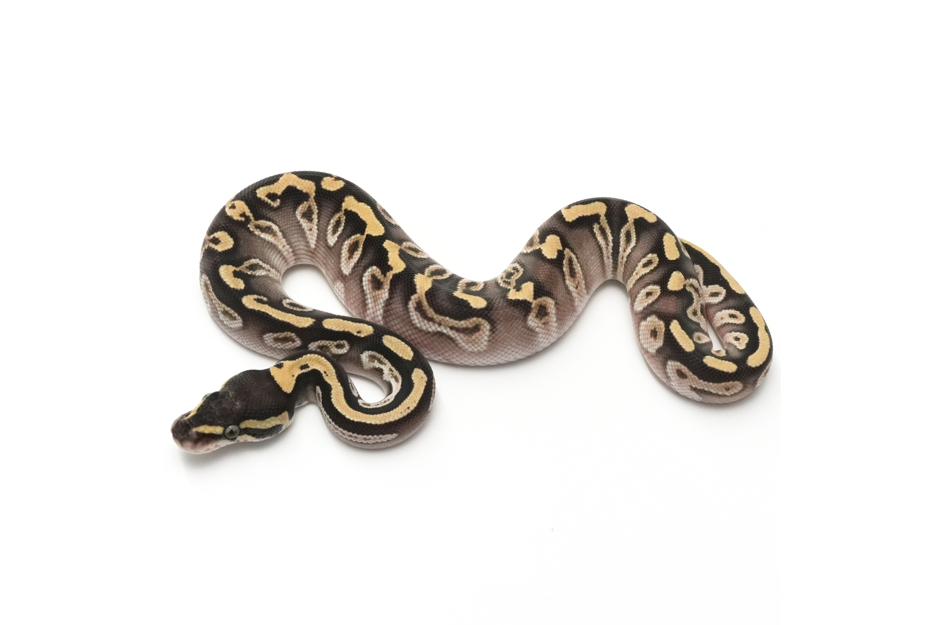 GHI Mojave Fire TH DG VPI Axanthic Clown (genetic testing)