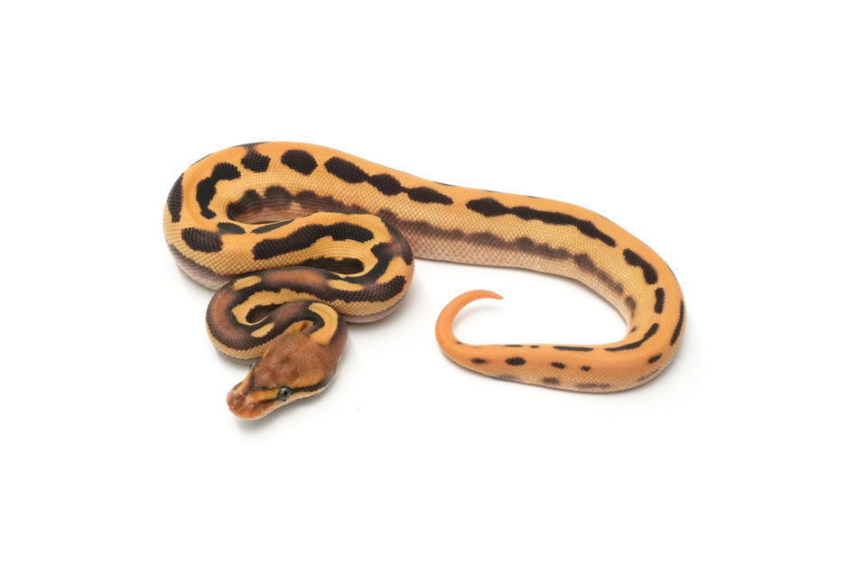 Super OD Fire Leopard Mojave Het Clown 50% DH DG VPI Axanthic