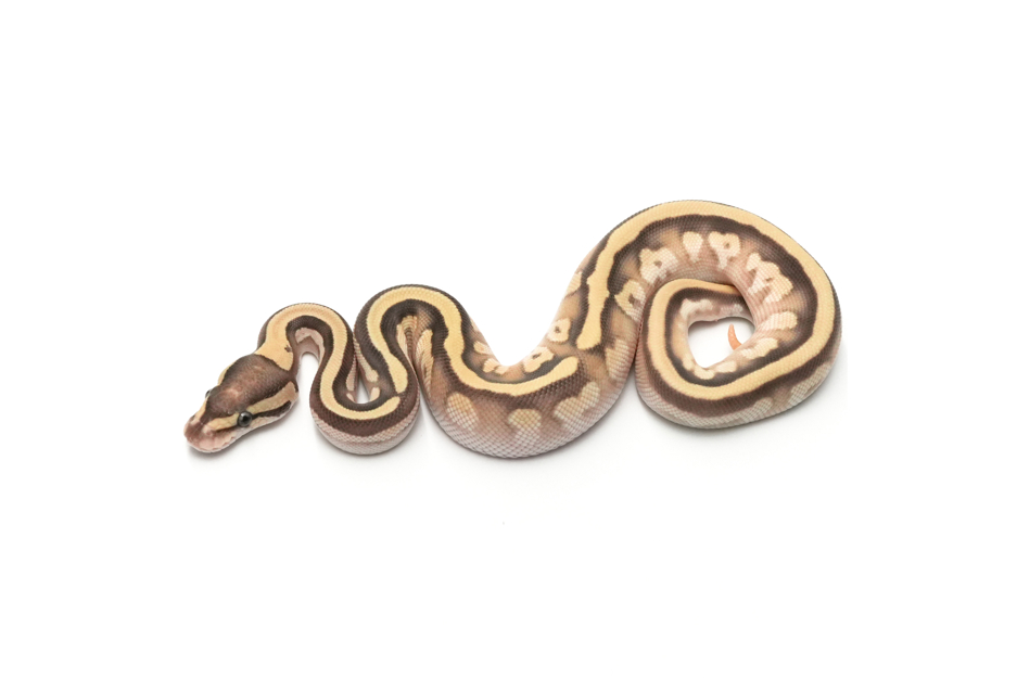 OD Mojave Fire Het Clown 50% DH DG VPI Axanthic