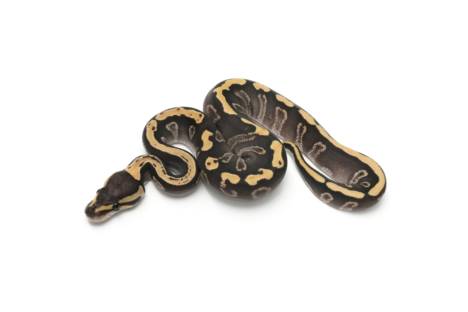 GHI Mojave Het Clown 50% DH DG VPI Axanthic