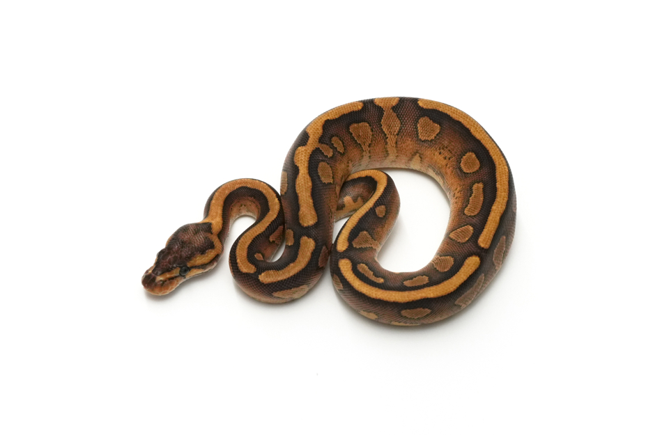 Redstripe YB Copper QH VPI Axanthic DG Clown Pied (genetic testing)