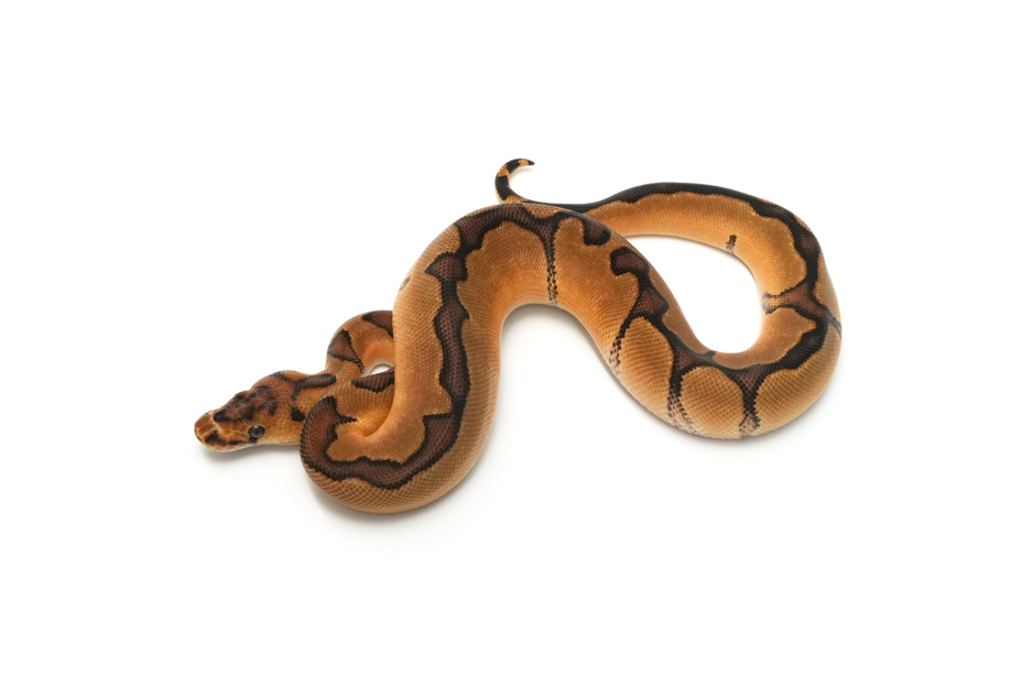 Redstripe Enchi Clown Het DG 50% DH VPI Axanthic Pied