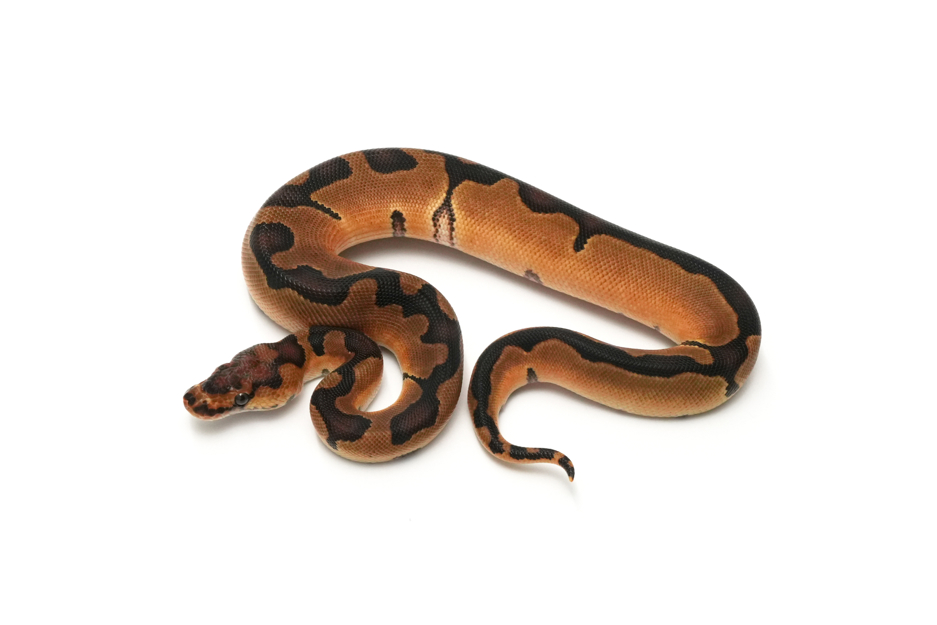 Enchi Clown Het DG 50% DH VPI Axanthic Pied