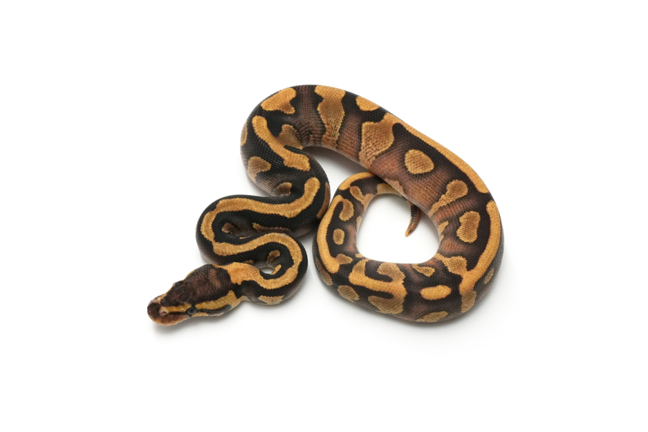 Copper Enchi YB QH VPI Axanthic DG Clown Pied (genetic testing)