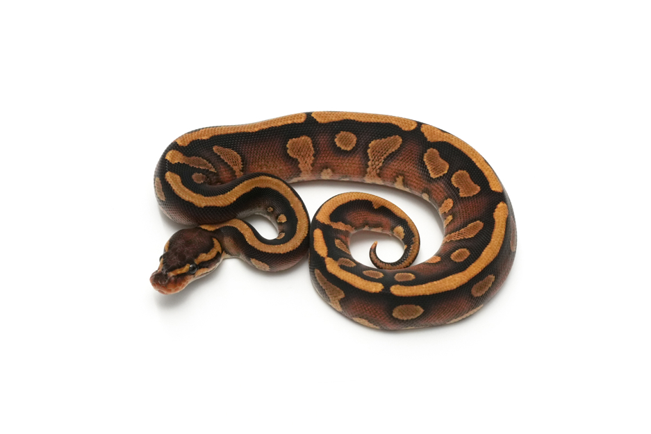 Copper Redstripe Enchi YB TH DG Clown Pied (genetic testing)