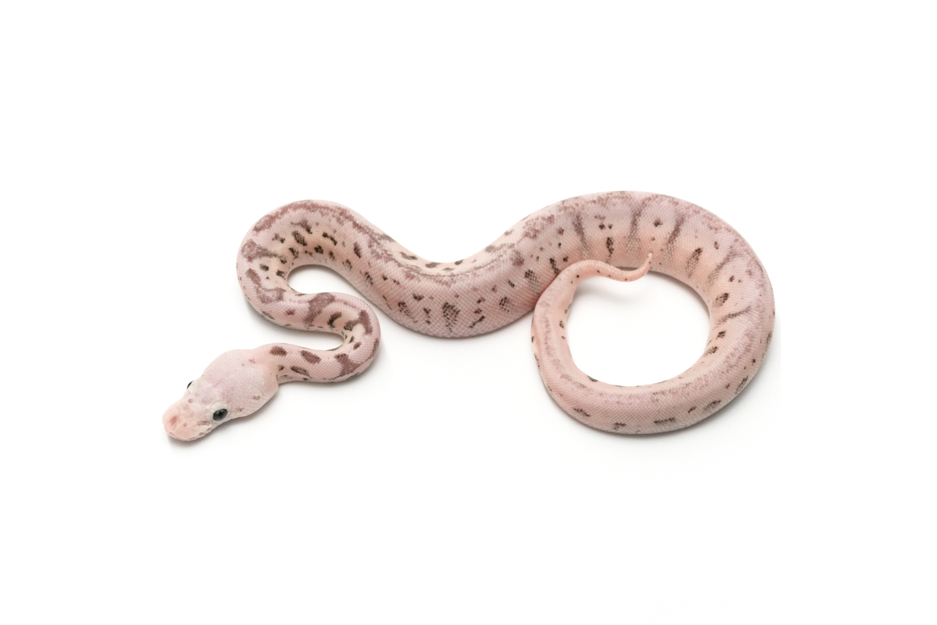 Redhead Pastel Spotnose Clown DH VPI Axanthic DG