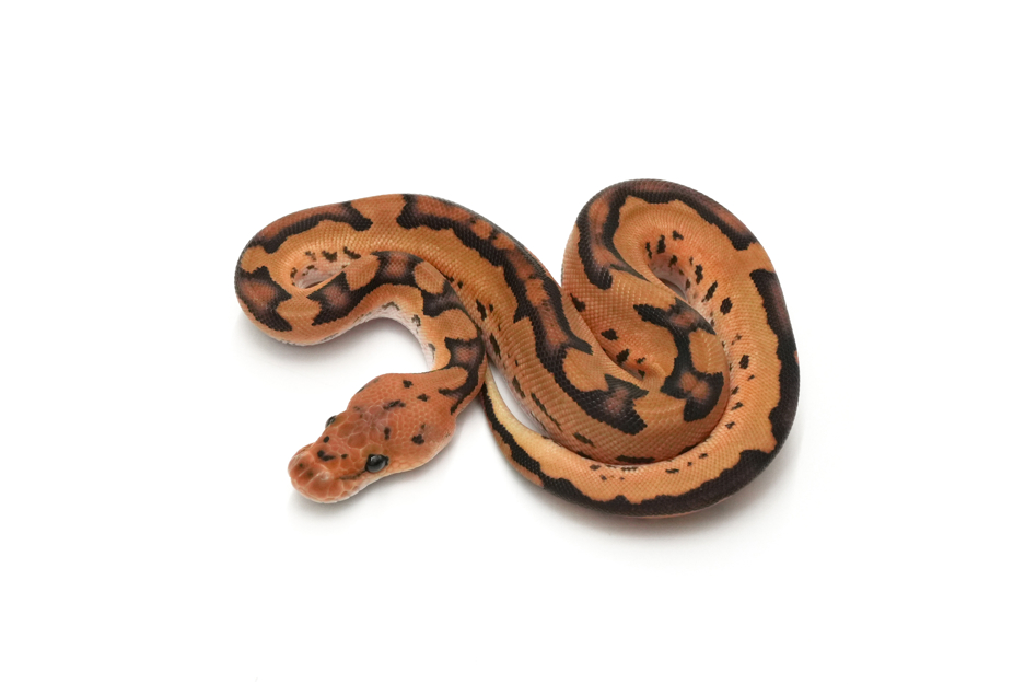 Redhead Clown DH DG VPI Axanthic