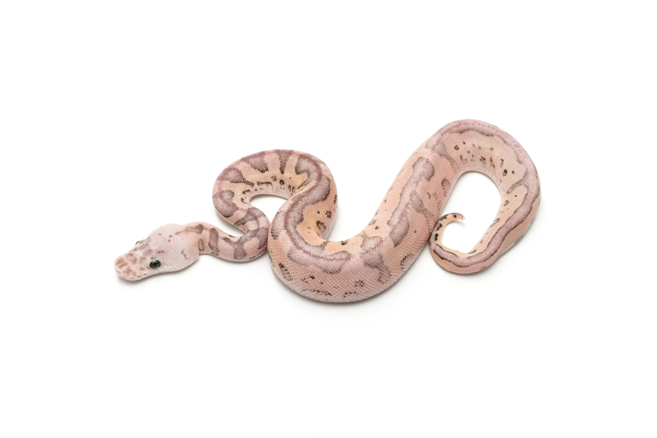 Redhead YB Pastel Clown DH DG VPI Axanthic