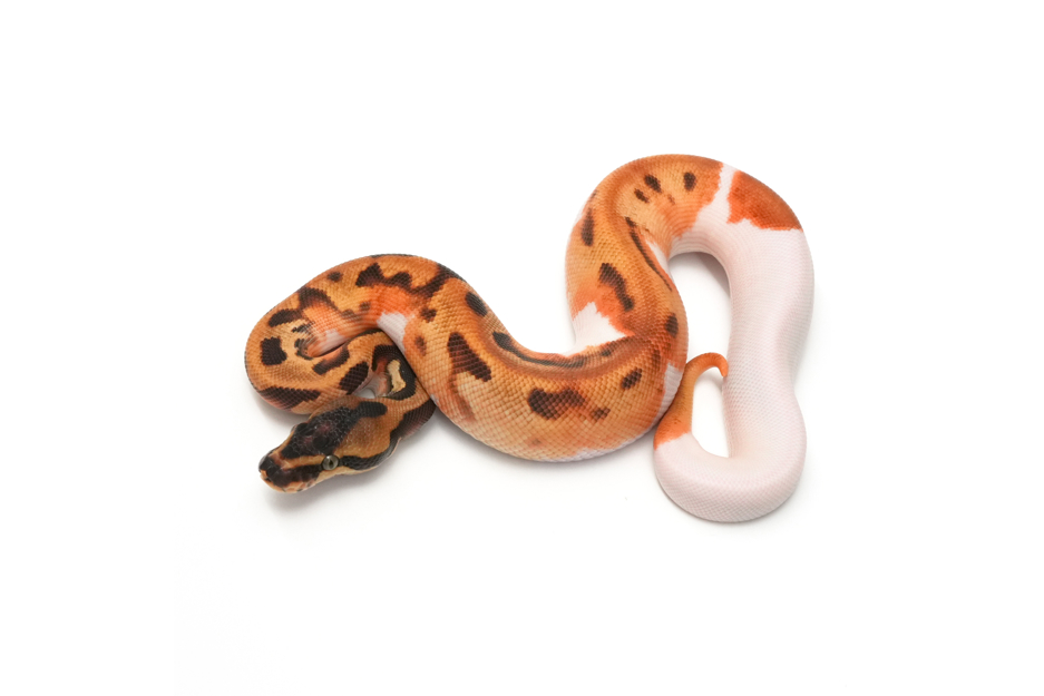 OD Leopard Enchi Pied Het Clown 50%DH Hypo DG
