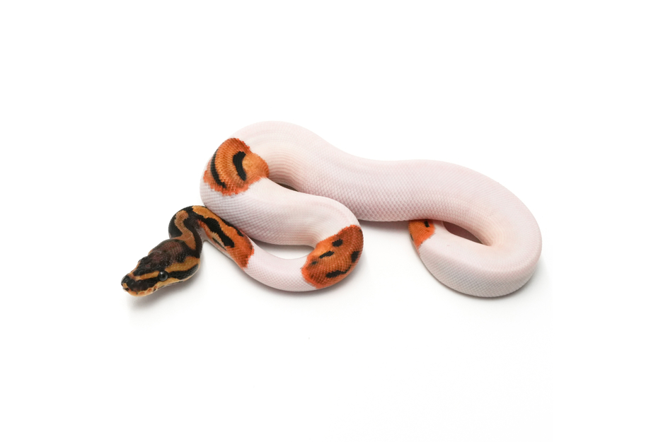 OD Leopard Pied Het Clown 50%DH Hypo DG