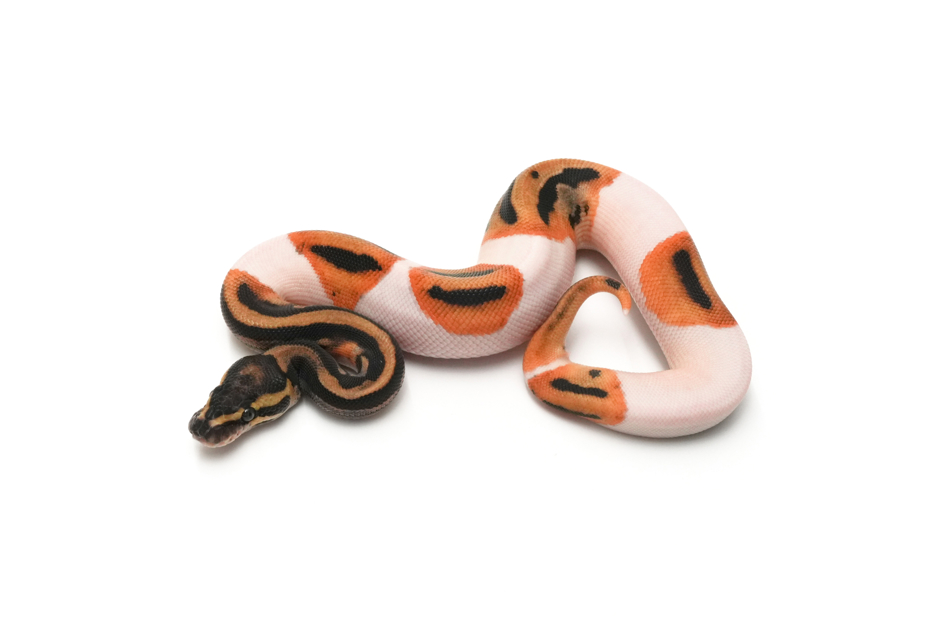 OD Leopard Pied Het Clown 50%DH Hypo DG