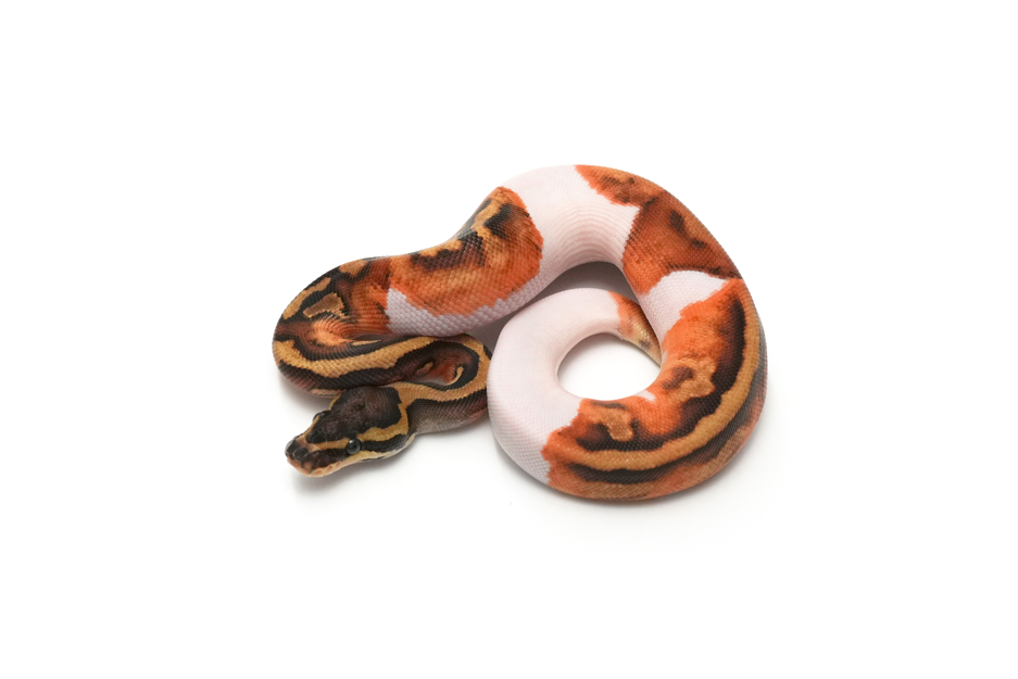 Enchi Pied Het Clown 50%DH Hypo DG