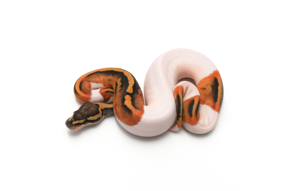 Pied Het Clown 50%DH Hypo DG Pos GHI